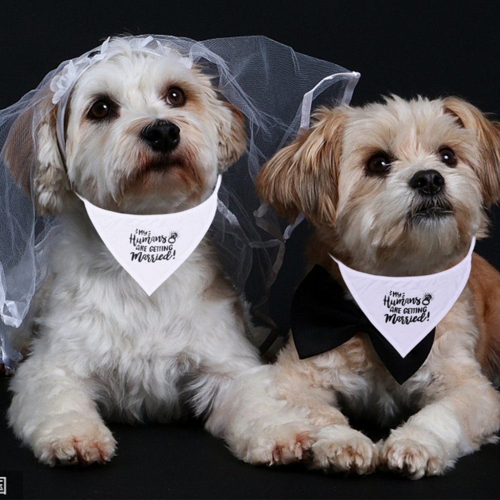 New set of 2 pet bandana for engagement / wedding for dog / cat - Picture 3 of 6